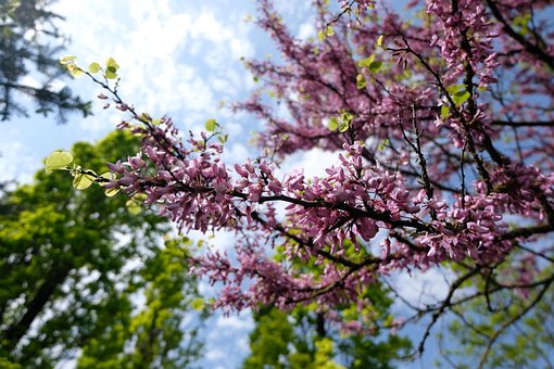 Free Flowers Tree photo and picture