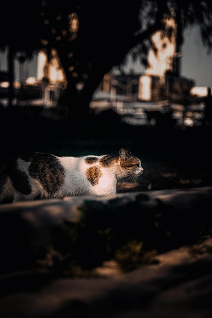 Free Nature Cat photo and picture