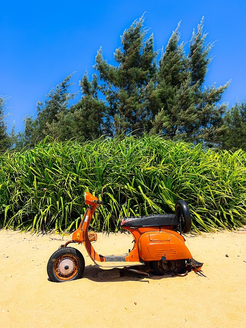 Scottie, Orange, Natur, Strand, Hav