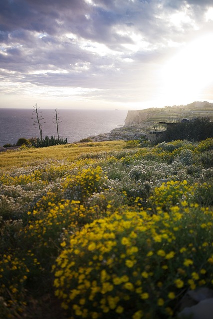 Blumen, Ozean, Malta, Gelb, Sonne