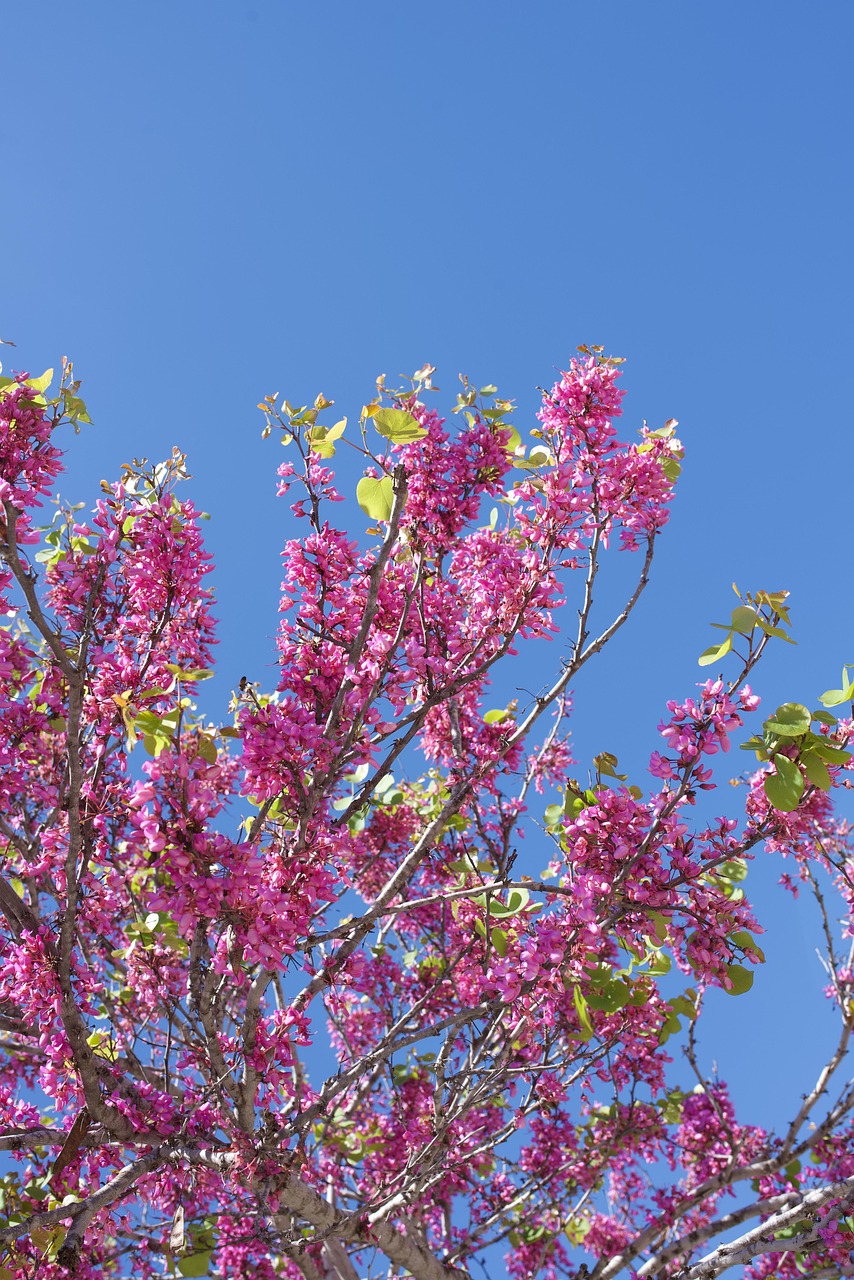 Judas Tree Sky Nature - Free photo on Pixabay - Pixabay