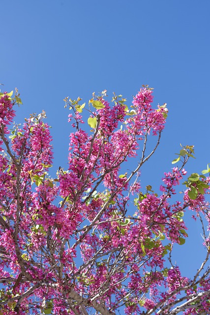 Judasbaum, Himmel, Natur, Blau, Lila