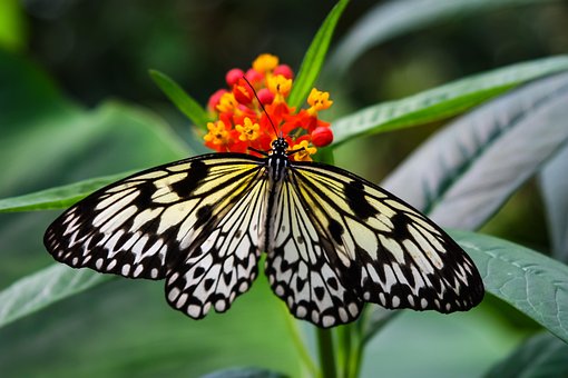 Free Butterfly Wings photo and picture