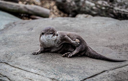 Free Otter Stone photo and picture