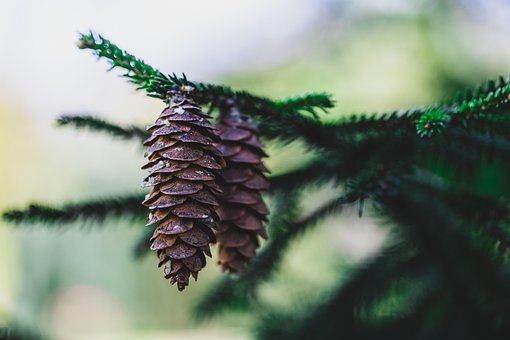 Free Spruce Pine Cones photo and picture