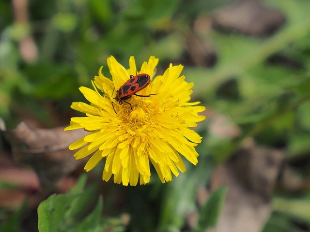 Fire Bug Dandelion Yellow Flower - Free photo on Pixabay