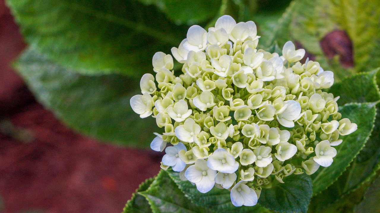 Hydrangea Flower Plant White Free photo on Pixabay Pixabay