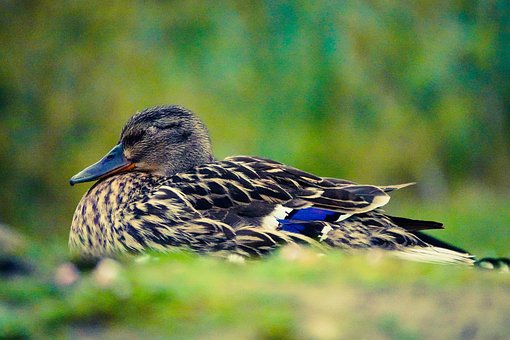 G, Gans, Vogel, Bunt, Natur, Gras