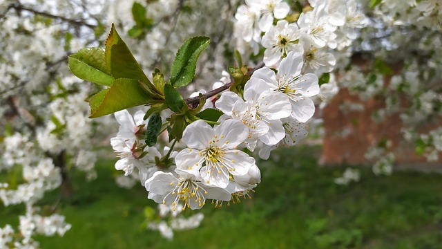 Hvid Blomst, Kirsebærblomst, Have