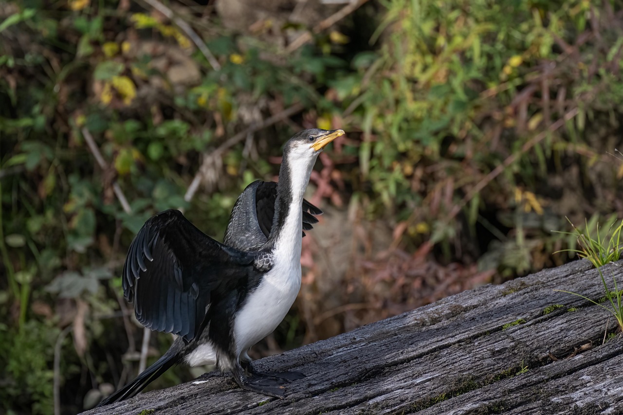 Little Pied Cormorant - Free photo on Pixabay