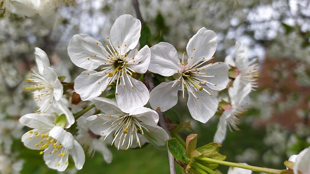 Kirsebærblomst, Hvide Blomster