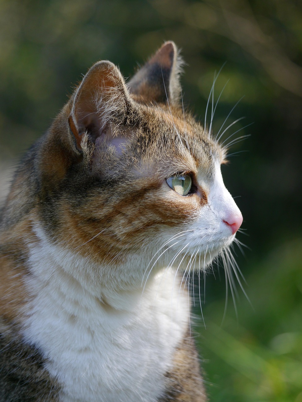 40 000 Best Free Cat Pictures Images HD Pixabay