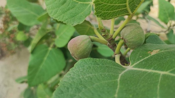Free Fig Figs photo and picture