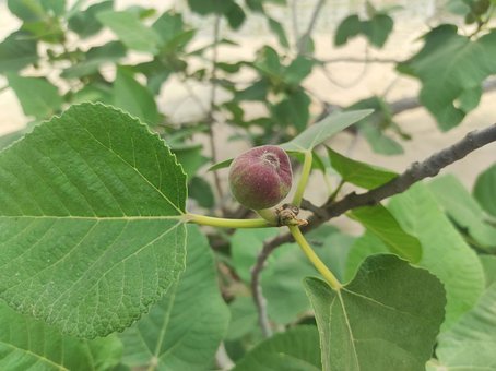 Free Fig Redish photo and picture