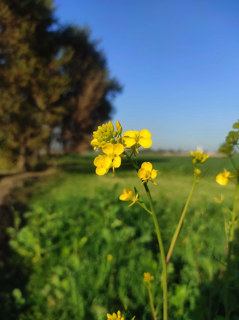 Free Rapeseed Mustard photo and picture