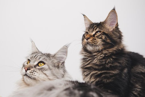 Free Maine Coon Cats photo and picture