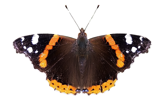 Free Butterfly Vanessa illustration and picture