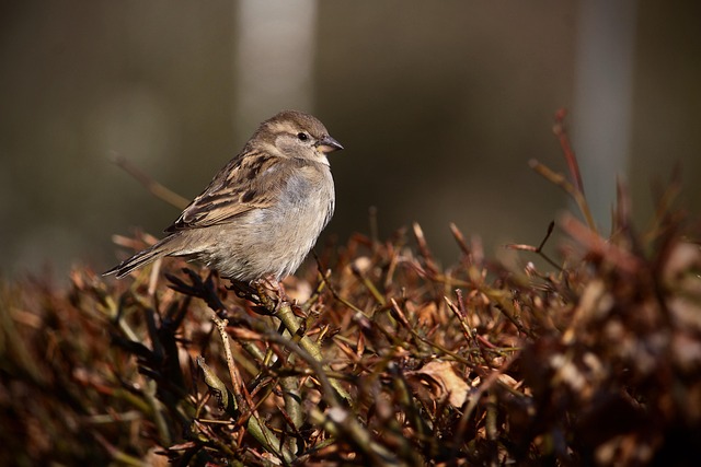 Free Bird Beak photo and picture