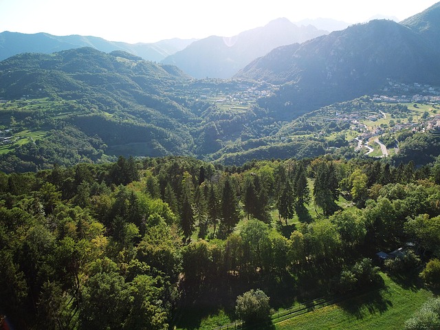 Free Forest Nature photo and picture