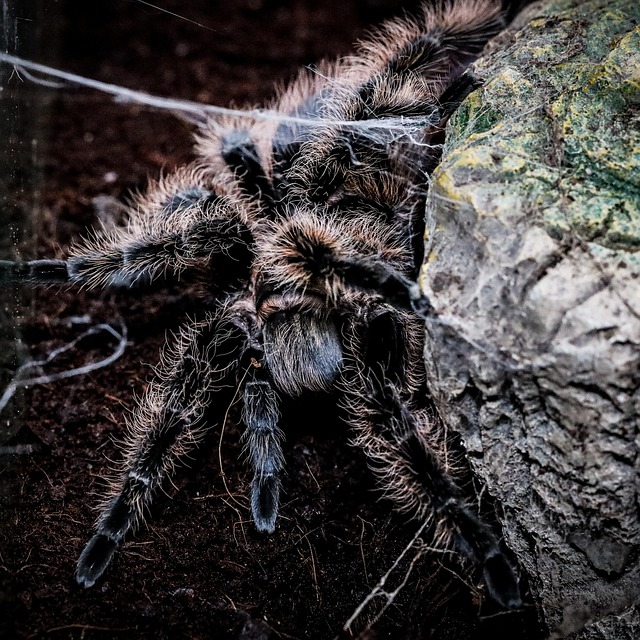 Tarántula, Araña, Arácnido, Telaraña