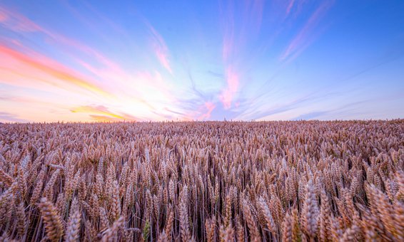 Free Wheat Field Sunset photo and picture