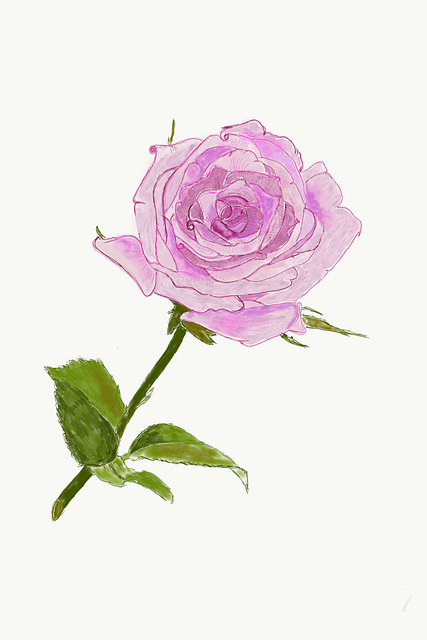 Free Rose Pink Rose illustration and picture