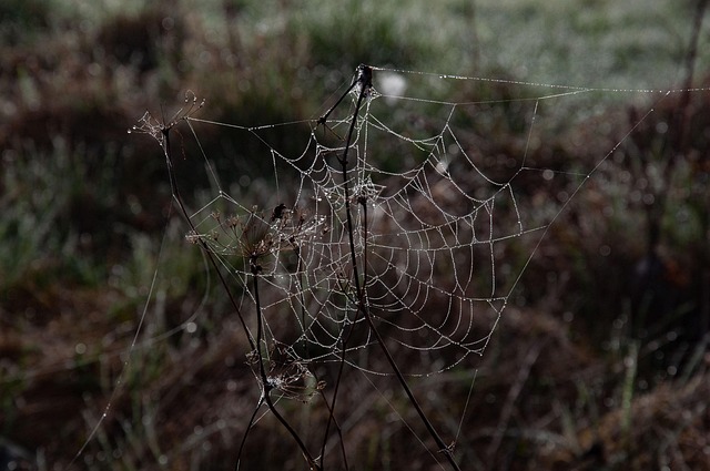 Free Meadow Dew photo and picture
