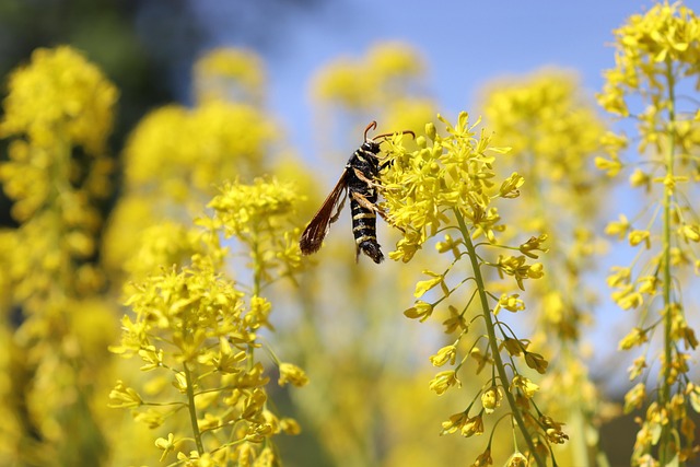 Macro