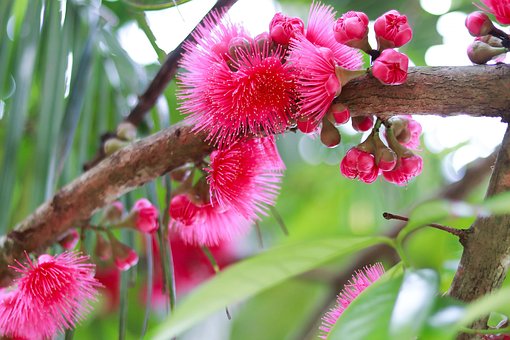 Free Pink Flowers Nature photo and picture