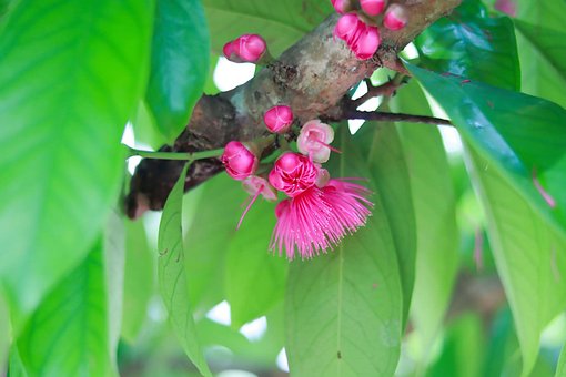 Free Pink Flowers Nature photo and picture