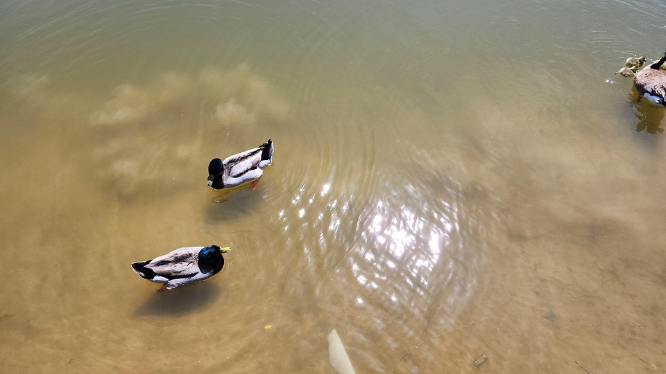 Duck Ducks Wildlife - Free photo on Pixabay - Pixabay