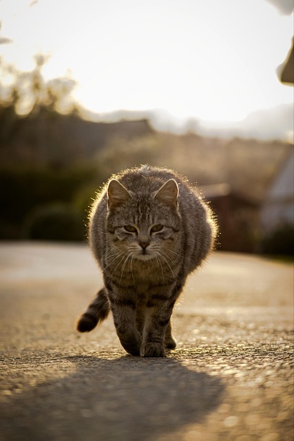 Kat, Kitty, Katachtig, Mooi Behang