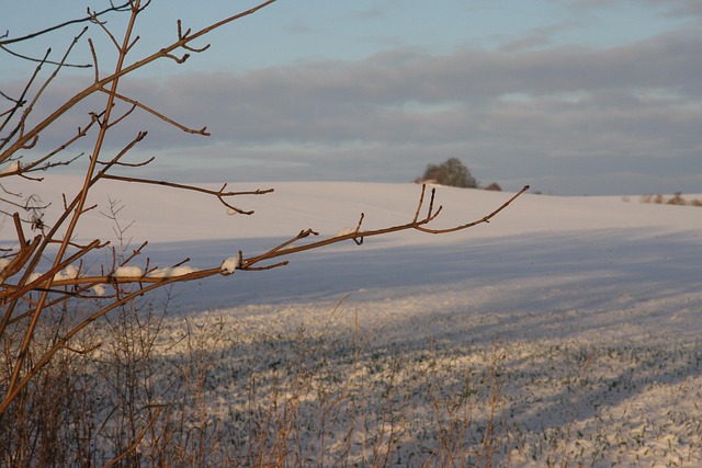 Vinter, Sne, Flødeis, Landbrug, Grene