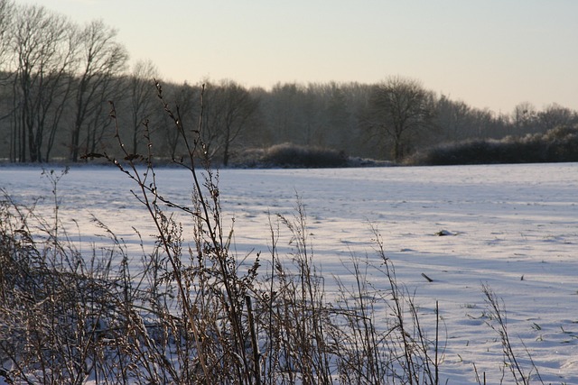 Vinter, Sne, Landskab, Græs, Natur