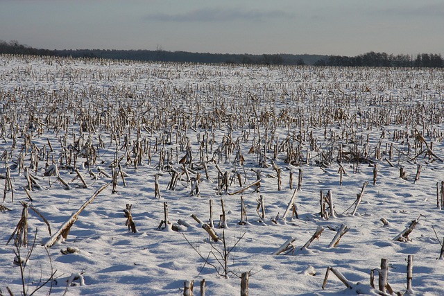 Vinter, Sne, Landskab, Græs, Natur