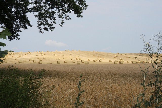 Korn, Landskab, Strå, Sommer