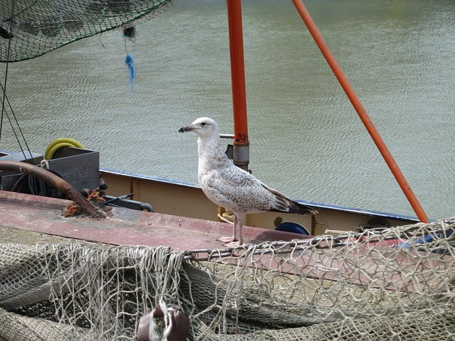 Gaviota, Agua, Puerto, Mar, Ave Acuática
