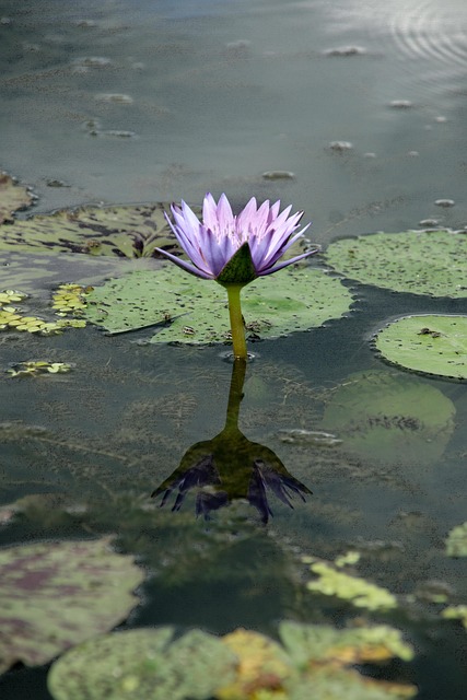 Ai Gerado, Lótus, Flor, Lago, Natureza