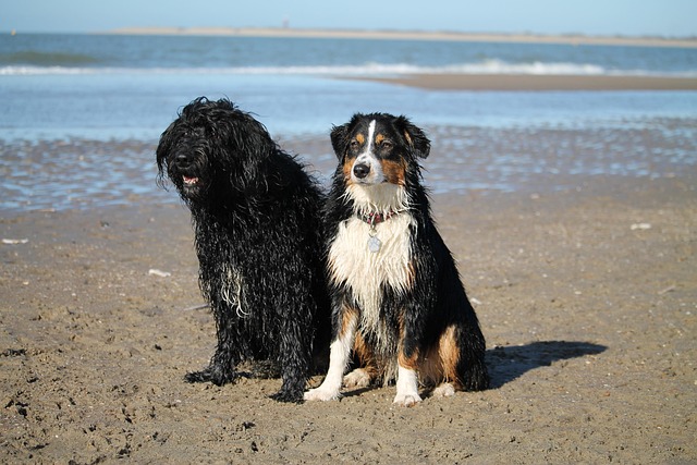 Hunde, Strand, Haustiere, Tiere, Meer