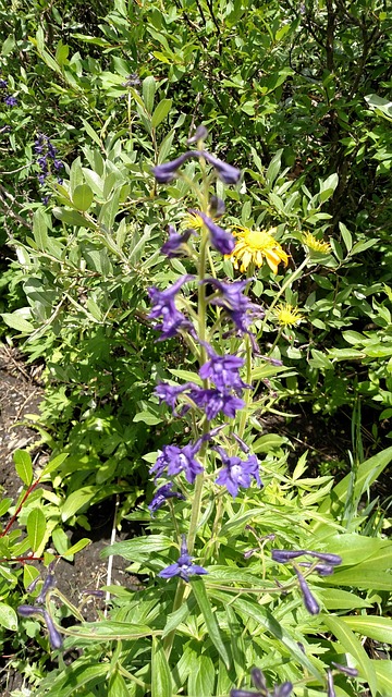Columbine In The Rockies Free photo on Pixabay Pixabay