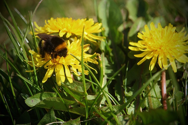 Free Bumblebee Nature photo and picture