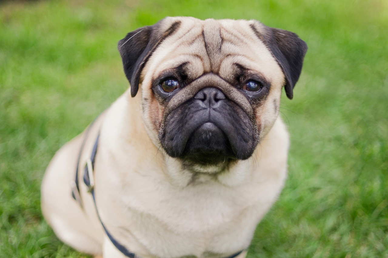 50 000 Free Pug Dog Pug Images Pixabay