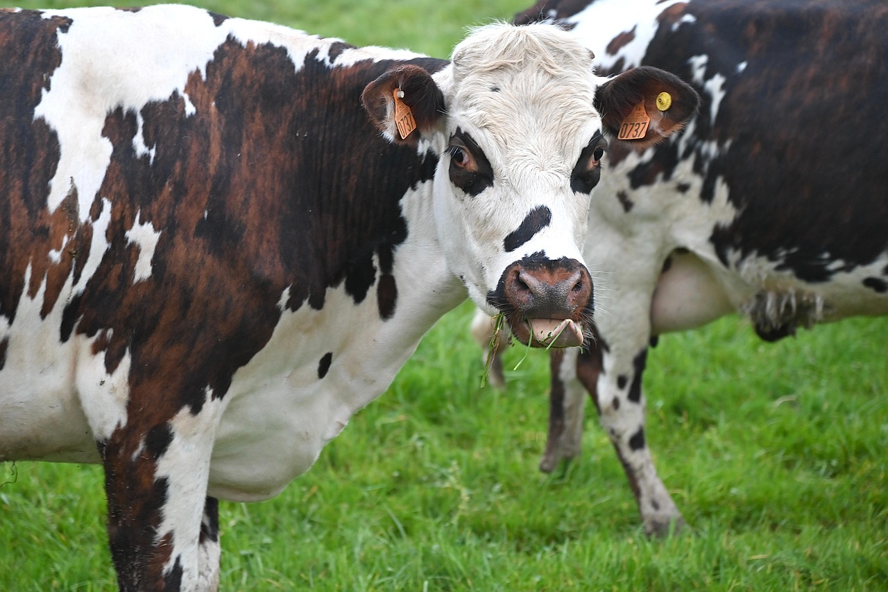 300 000 Free Cow Background Cow Photos Pixabay 300 000 Free Cow Background Cow Photos Pixabay