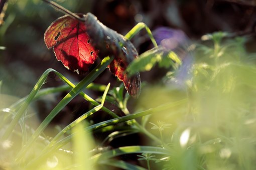 Free Leaves Plants photo and picture