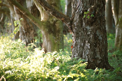 Free Tree Tree Trunk photo and picture