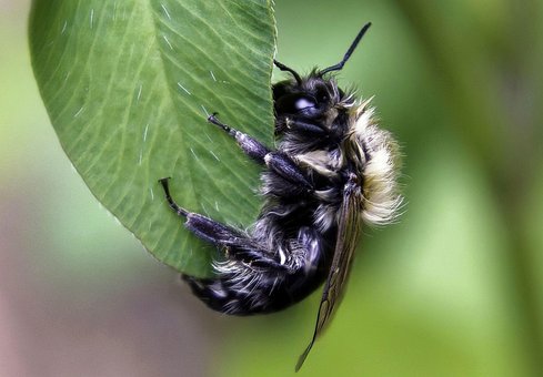 Free Bee Insect photo and picture