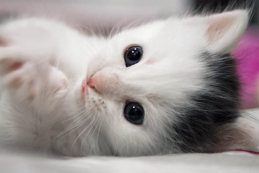 小猫, 猫, 猫科动物, 白色的, 黑色的, 基蒂, 可爱的