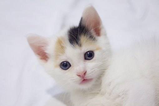 小猫, 猫, 基蒂, 猫科动物, 印花布, 可爱的, 白色的