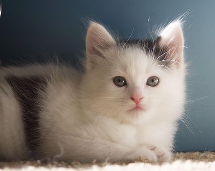 猫, 小猫, 宠物, 年轻的猫, 基蒂, 动物, 国内的猫, 猫科动物