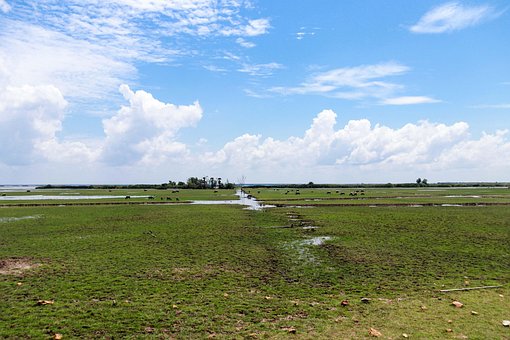 Free Buffalo Herd Of Buffalo photo and picture